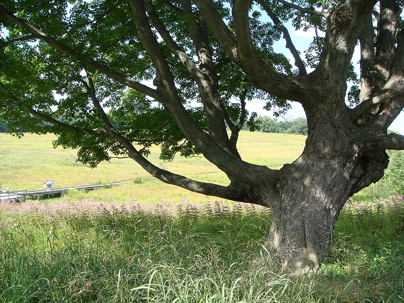 073 Longwood Gardens [2008 August 23].JPG - Longwood Gardens in Pennsylvania
